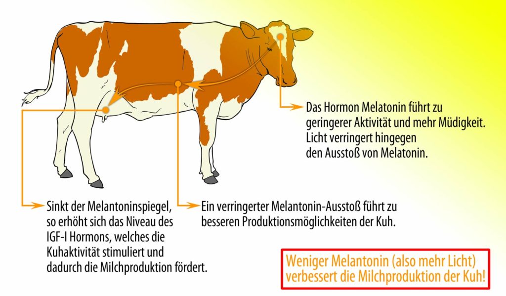 WSH Stallbeleuchtung Grafik Melatonin